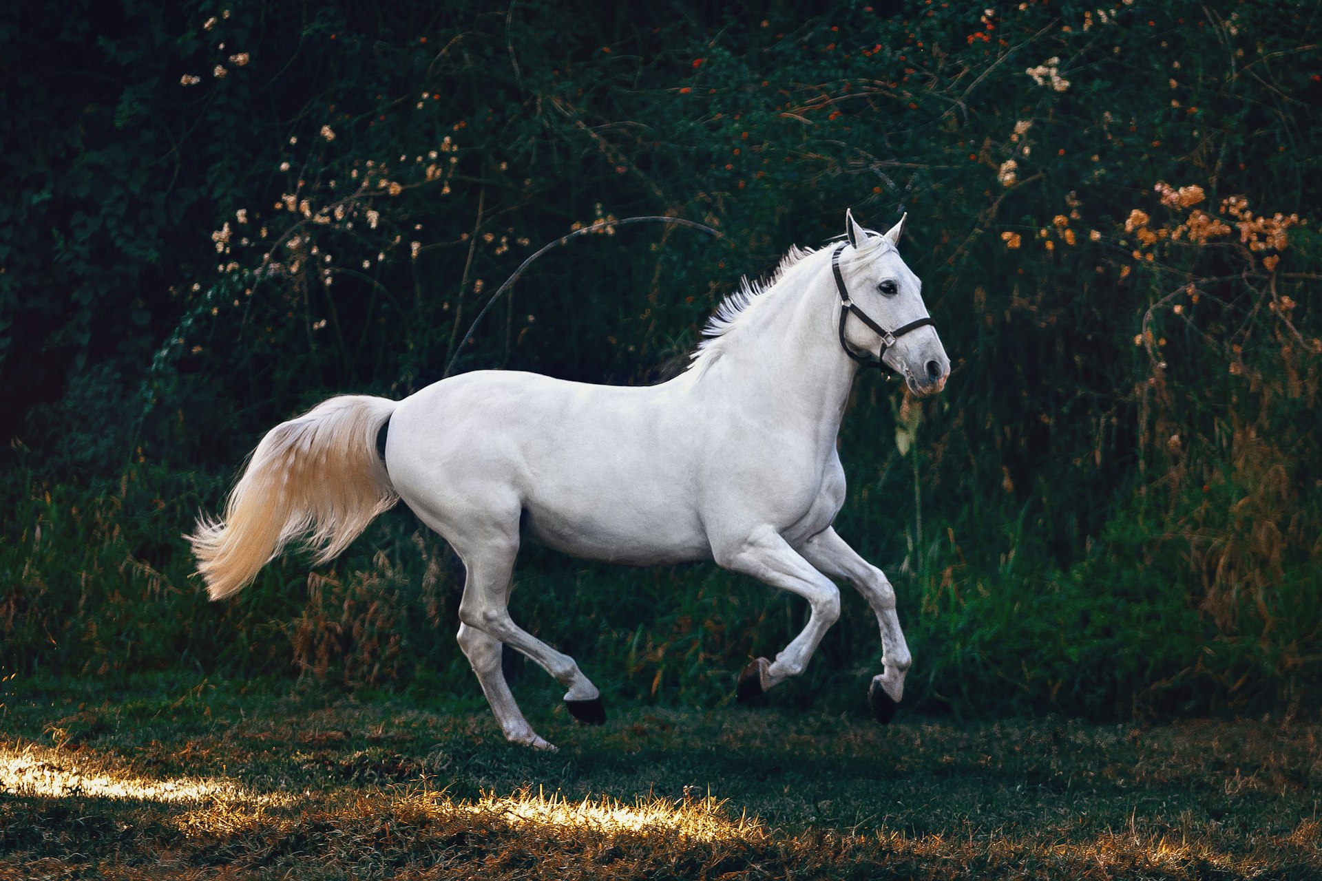 Cheval blanc au galop
